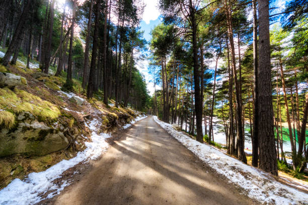 road and Forest near Engolasters lake in Andorra