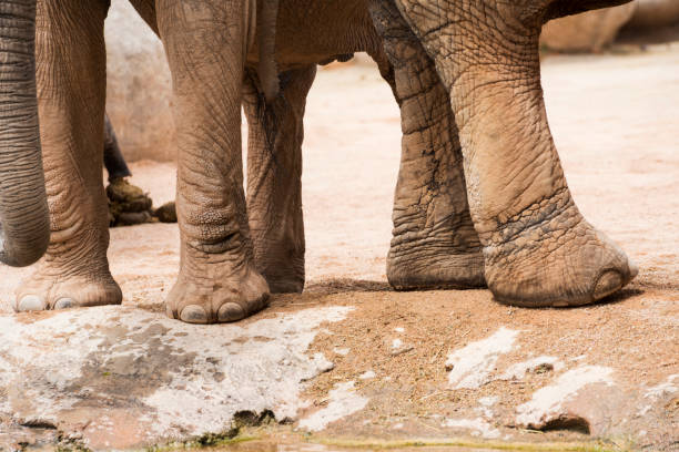 close-up de perna de elefante - safari animals elephant rear end animal nose - fotografias e filmes do acervo