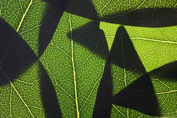 월계수 백라이트 - multi layered effect leaf bay leaf translucent 뉴스 사진 이미지