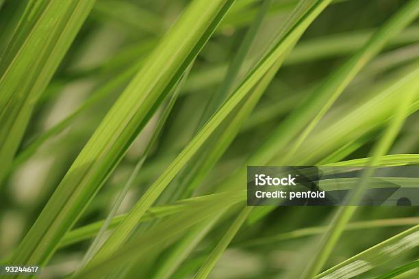 Blades Of Grass Stock Photo - Download Image Now - Backgrounds, Blade of Grass, Bright
