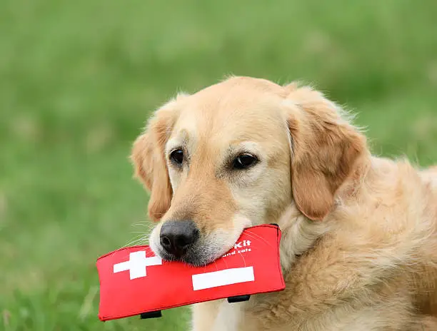 Golden Retriever holding first-aid-kit 