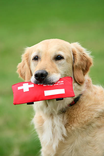 Golden furred dog with a red first aid kit in its mouth stock photo