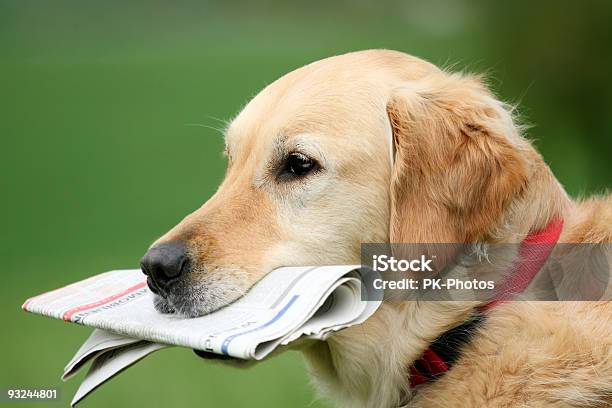 Foto de Cão Com Jornal e mais fotos de stock de Cão - Cão, Jornal, Rotina