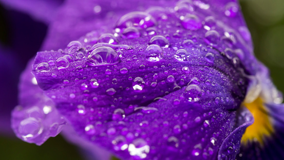 A cosmos flowers with raindrops flopped over during a rainstorm.