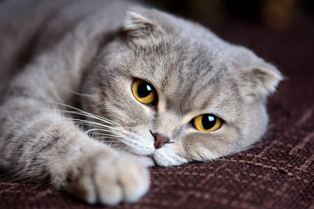 meu gato scottish fold - olhos amarelos - fotografias e filmes do acervo