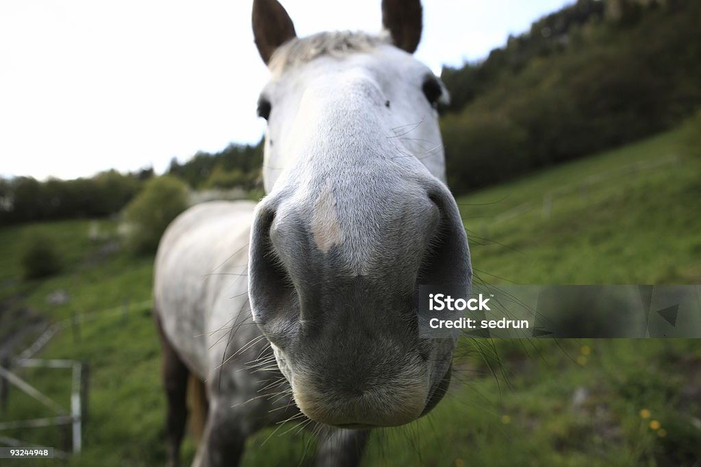лошадь - Стоковые фото Белый роялти-фри