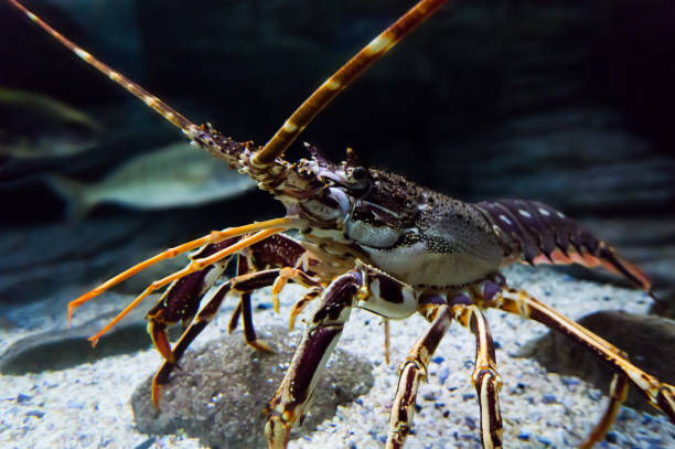 istock Lobster in an Aquarium 932451324