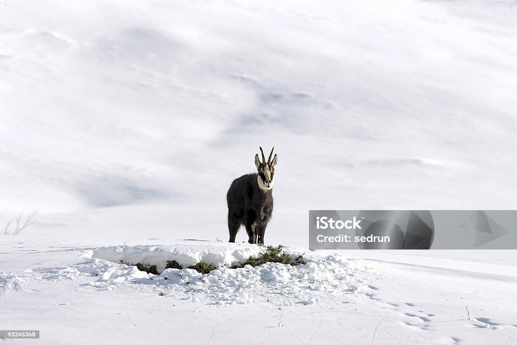 샤무아 buck 있는 인공눈 - 로열티 프리 겨울 스톡 사진