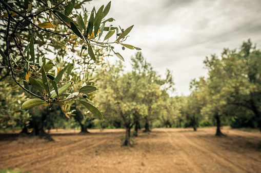 In an olive grove, small olive trees begin to bloom the first olives for the production of olive oil, they are still green for harvesting.