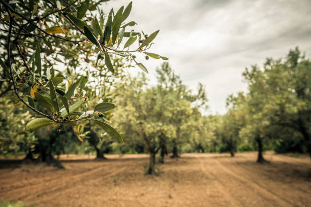 Close-up of an olive branch with green olive Olive grove and cloudy sky orchard photos stock pictures, royalty-free photos & images