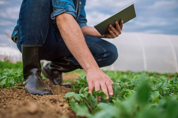 bauer examinig spinat wachstum status mit digital-tablette - plant spinach stock-fotos und bilder