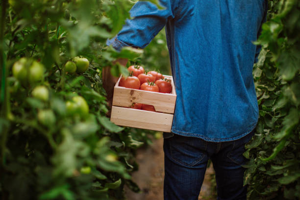 istock Growing your own is worth the effort 932456108