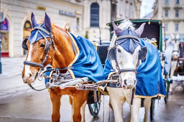 Horses in crew waiting to tourists around the beautiful city of Vienna, horses with vintage cab are famous iconic landmark in Vienna, Austria.