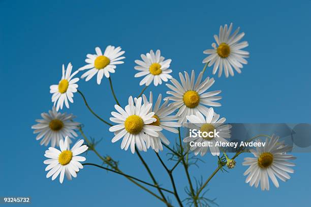 As Margaridas - Fotografias de stock e mais imagens de Amarelo - Amarelo, Ao Ar Livre, Azul