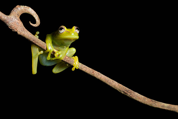 tree frog at night stock photo
