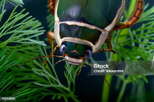 Great Nurkowanie Beetle - zdjęcia stockowe i więcej obrazów Bliskie zbliżenie - Bliskie zbliżenie, Brązowy, Chrząszcz