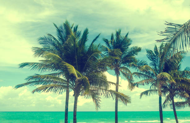 istock Tropical Miami Beach Palms near the ocean, retro styled 932458486