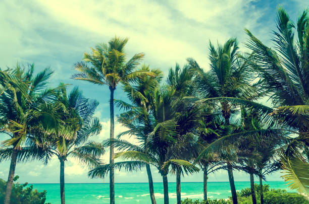 istock Tropical Miami Beach Palms near the ocean, retro styled 932458600