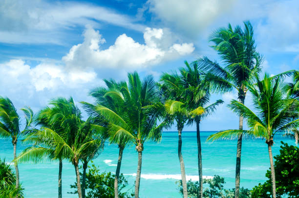 istock Tropical Miami Beach Palms near the ocean 932458692