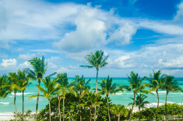 istock Tropical Miami Beach Palms near the ocean 932458768