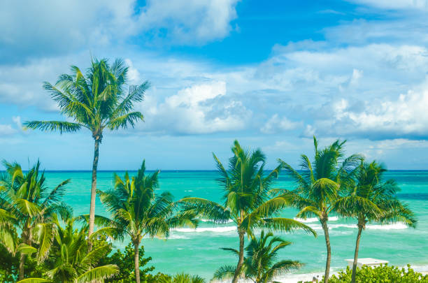 istock Tropical Miami Beach Palms near the ocean 932458938
