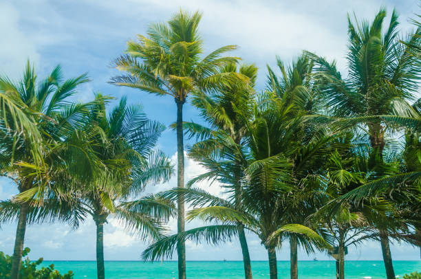 istock Tropical Miami Beach Palms near the ocean 932459002