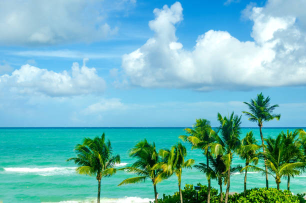 istock Tropical Miami Beach Palms near the ocean 932459056