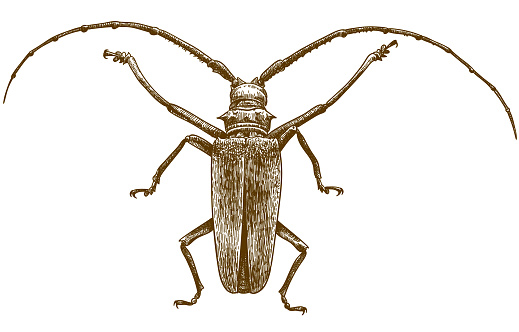 Vector antique engraving drawing illustration of longhorn beetle on white background