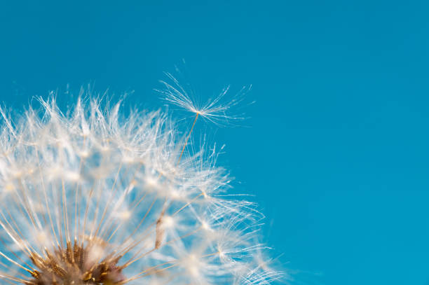 istock Closeup on a dandelion seeds flying off over blue background 93245919