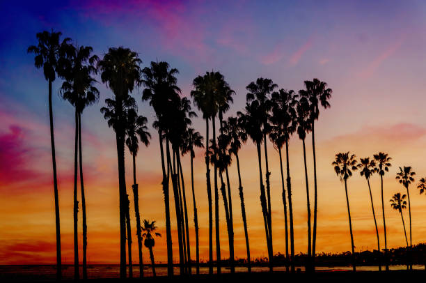 istock Tropical Beach sunset with hight Palm trees sihouette in California 932459212