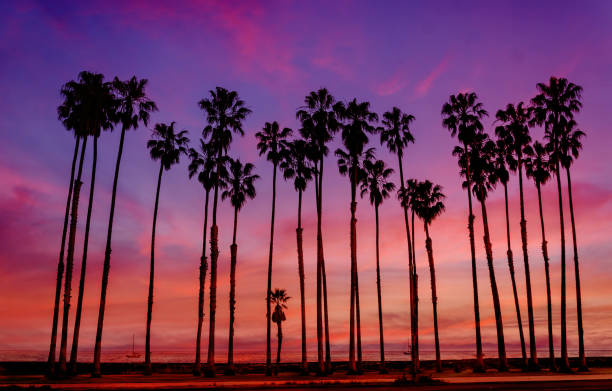 istock Tropical Beach sunset with hight Palm trees sihouette in California 932459266
