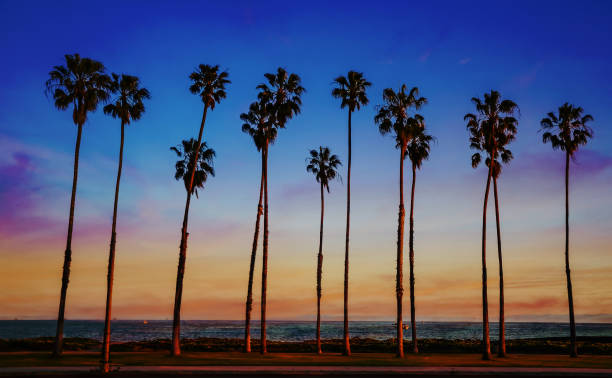 istock Tropical Beach sunset with hight Palm trees sihouette in California 932459296