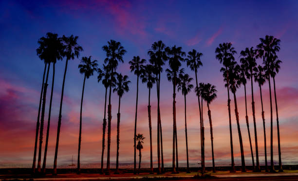 istock Tropical Beach sunset with hight Palm trees sihouette in California 932459346
