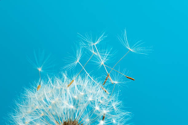 istock Dandelion seeds flying in the wind 93245964