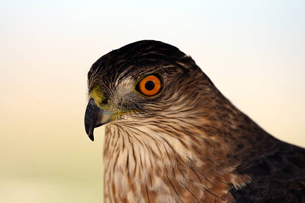 Sharp-shinned Hawk (Accipiter striatus)  accipiter striatus stock pictures, royalty-free photos & images