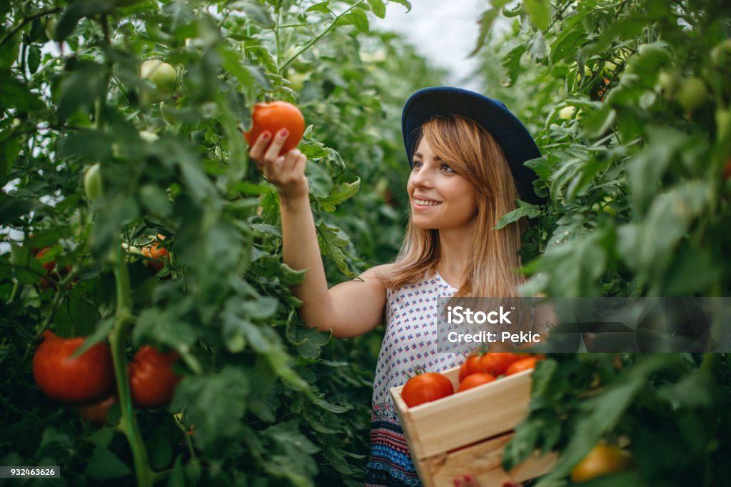 Woman harvesting fresh tomatoes from the greenhouse Woman with hat harvesting tomato in greenhouse Women Stock Photo