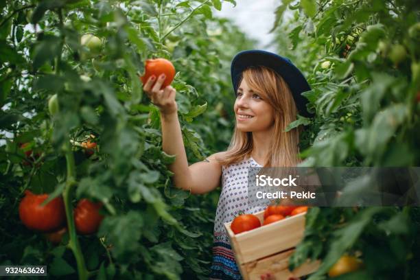Woman Harvesting Fresh Tomatoes From The Greenhouse Stock Photo - Download Image Now