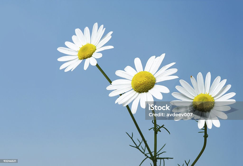 daisies - Photo de Blanc libre de droits