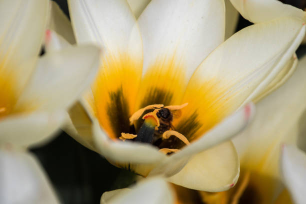 Lady Tulip, Candy-stripe tulip, Tulipa Lady Jane with bee Women's Tulip 'Peppermint Stick' with Bee