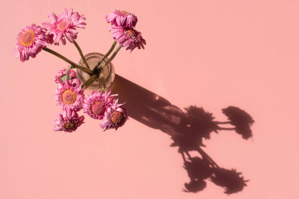 istock Pink gerberas from above on pink background 932470082