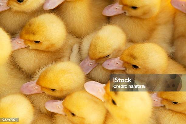 Pouco Amarelo Patos - Fotografias de stock e mais imagens de Amarelo - Amarelo, Animal, Animal de Estimação