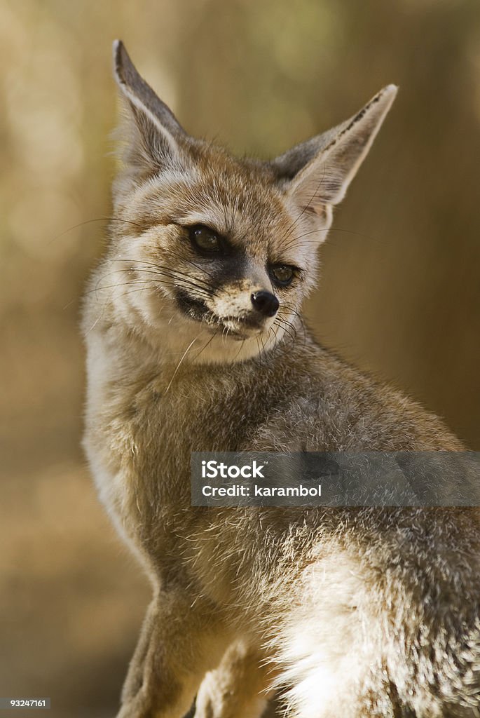 Fennec - Royalty-free Amarelo Foto de stock