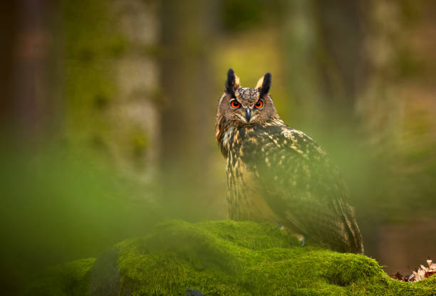 istock Eurasian eagle owl, Bubo bubo, siting on the rock in the dark forest. Green forest in the background. Wild animal with big orange eyes. 932472294