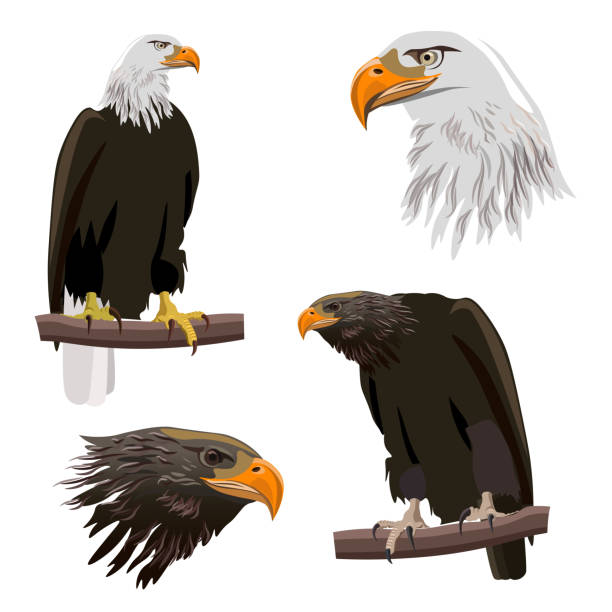 ilustrações de stock, clip art, desenhos animados e ícones de set of eagles - perching