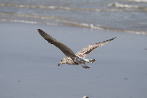 istock Close-Up Of Seagull Flying Over Sea 932476704