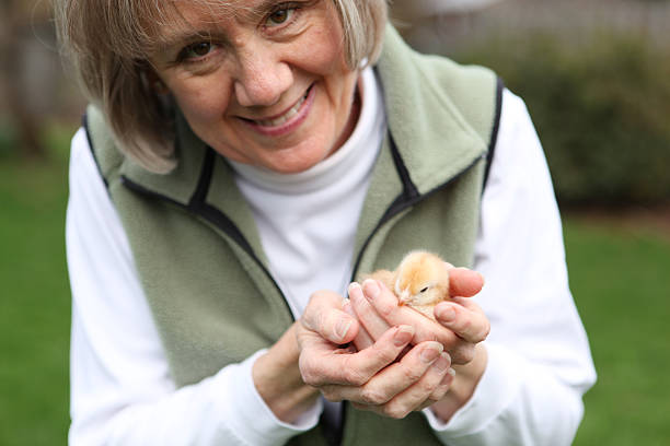 Woman Holding Chick stock photo