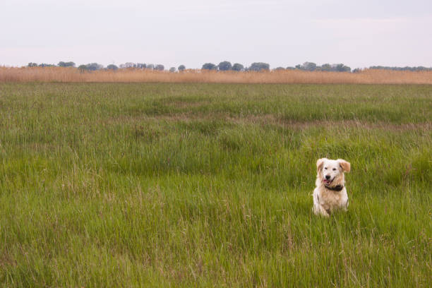 istock Dog running in the field 932482568