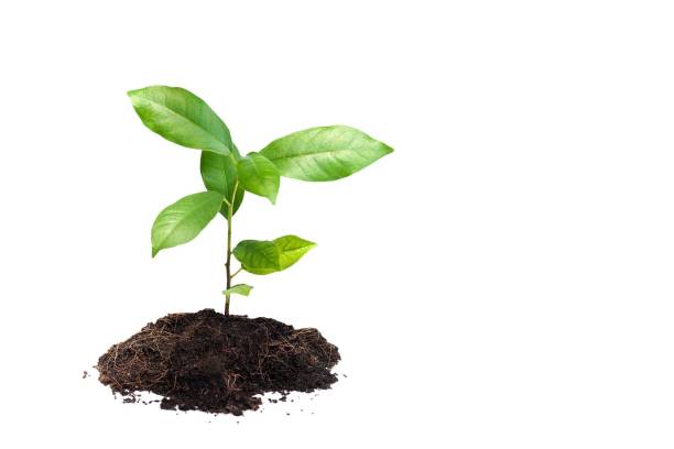 primer plano de la planta sobre fondo blanco - pimpollo fotografías e imágenes de stock