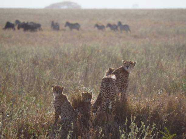 istock Serengeti, Tanzania 932483248