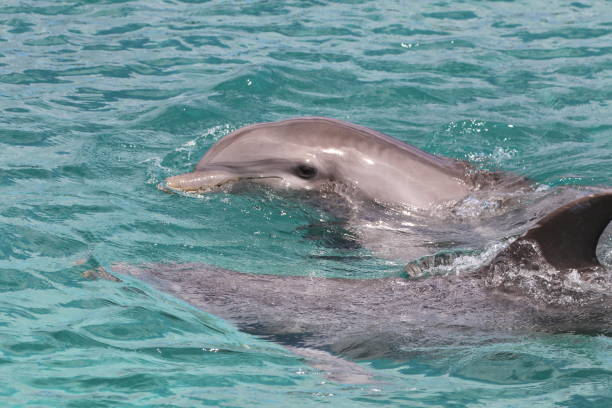 istock Dolphin Swimming In Sea 932483338